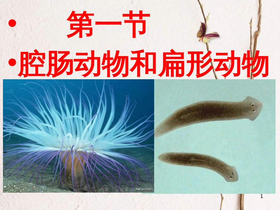 八年级生物上册 第五单元 第一章 第一节 腔肠动物和扁形动物课件 （新版）新人教版_第1页