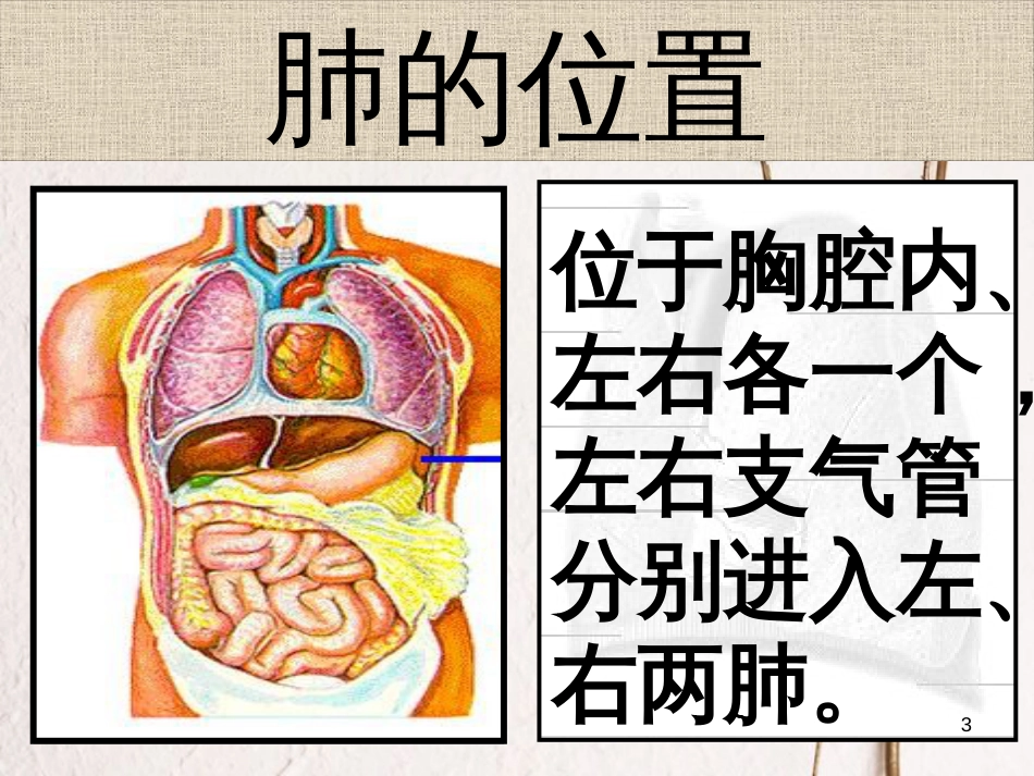 吉林省长春市七年级生物下册 4.3.2发生在肺内的气体交换课件 新人教版_第3页