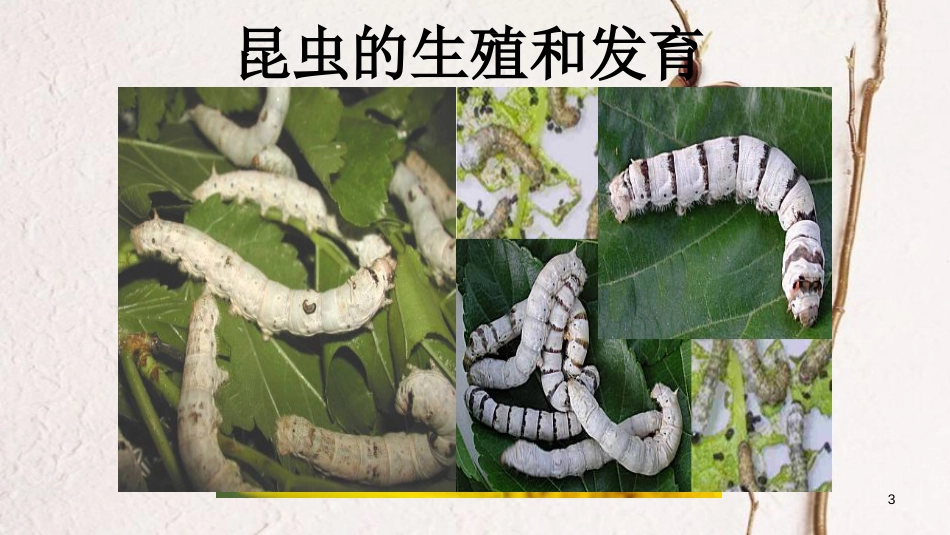 八年级生物下册 7.1.2昆虫的生殖和发育课件2 （新版）新人教版_第3页