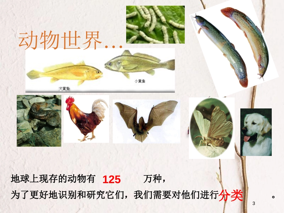 三年级科学上册 2.2 常见的动物课件3 湘教版_第3页