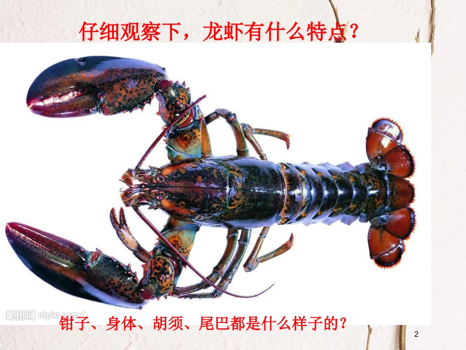 二年级美术上册 画画虾和蟹课件2 苏少版_第2页