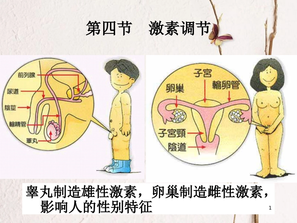 七年级生物下册 第四单元 第六章 第四节 激素调节课件 （新版）新人教版_第1页