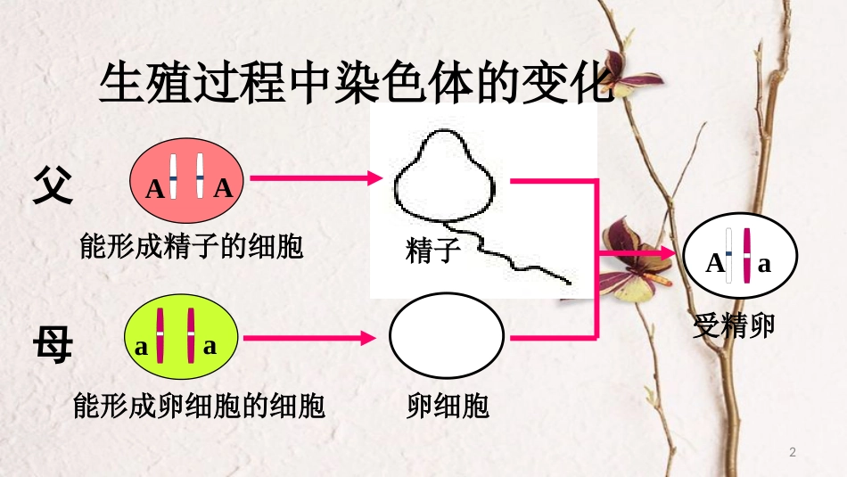 八年级生物下册 7.2.3基因的显性和隐性课件2 （新版）新人教版_第2页