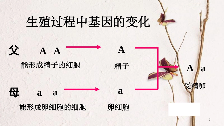 八年级生物下册 7.2.3基因的显性和隐性课件2 （新版）新人教版_第3页