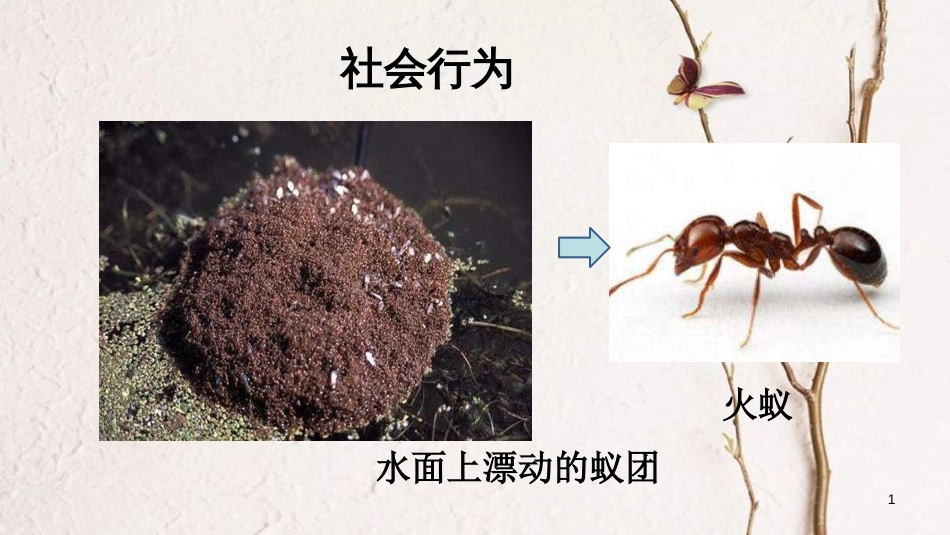 八年级生物上册 第五单元 第二章 第三节《社会行为》课件 （新版）新人教版_第1页