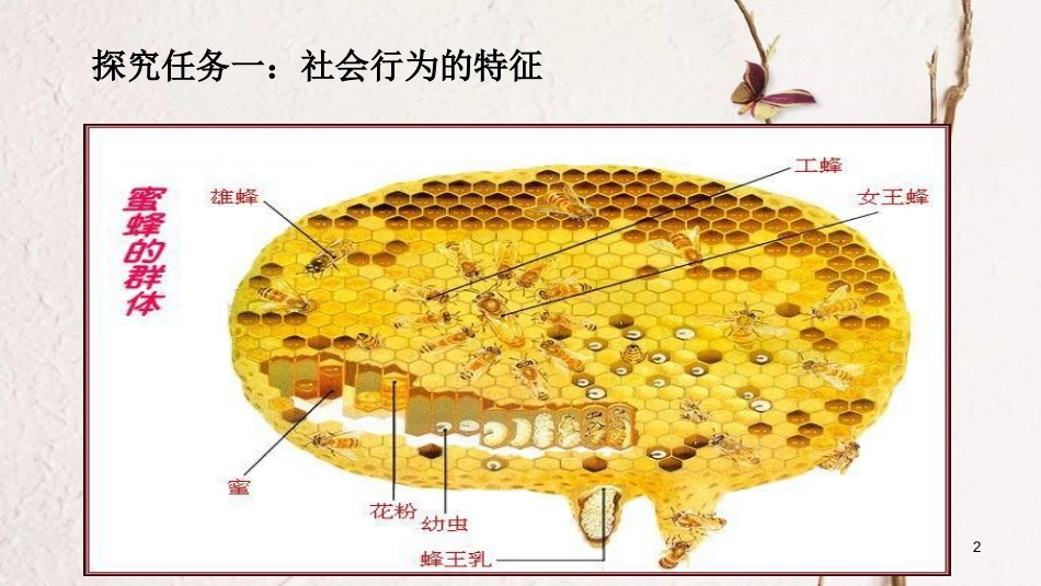 八年级生物上册 第五单元 第二章 第三节《社会行为》课件 （新版）新人教版_第2页