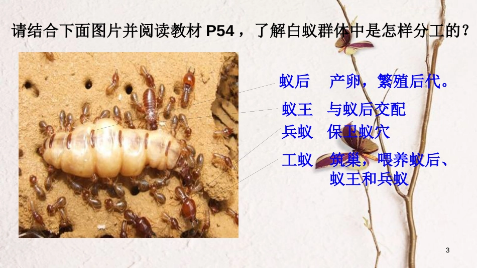 八年级生物上册 第五单元 第二章 第三节《社会行为》课件 （新版）新人教版_第3页