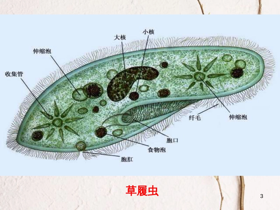 辽宁省北票市高中生物 第一章 走近细胞 1.1 从生物圈到细胞课件 新人教版必修1_第3页