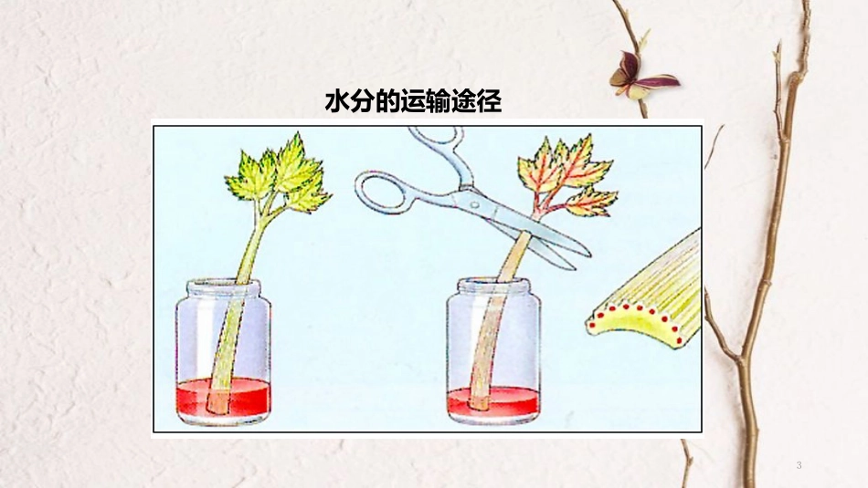 七年级生物上册 第三单元 第三章《绿色植物与生物圈的水循环》教学课件 （新版）新人教版_第3页