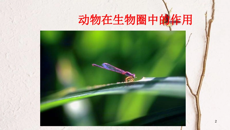 八年级生物上册 第五单元 第三章《动物在生物圈中的作用》课件 （新版）新人教版_第2页