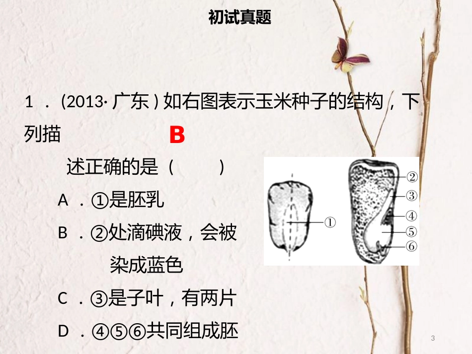 广东省中考生物 模块三 生物圈中的绿色植物 第五课时 种子萌发及植株的生长课件_第3页