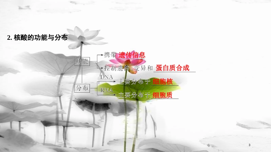 届高考生物一轮复习 第一单元 组成细胞的分子 第4讲 核酸 糖类和脂质课件_第3页