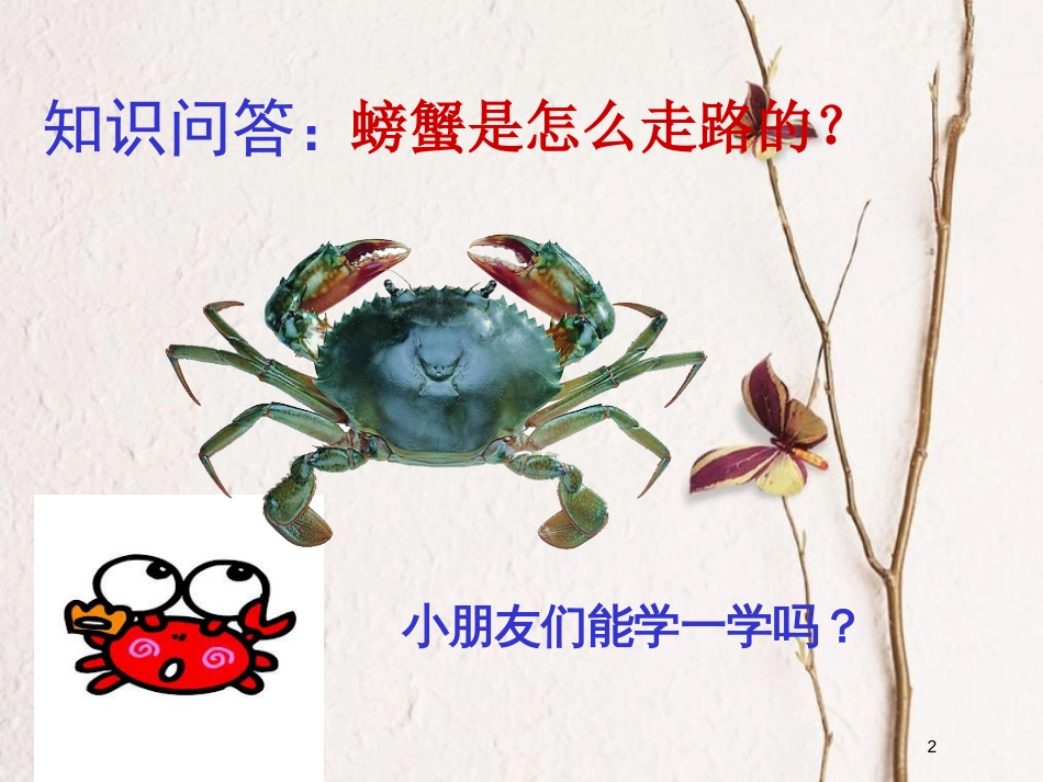 二年级美术上册 画画虾和蟹课件1 苏少版_第2页
