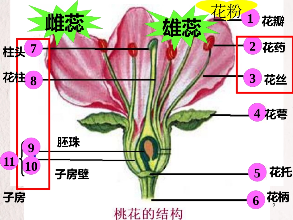 辽宁省辽阳市七年级生物上册 5.5植物的开花和结果课件 （新版）苏教版_第2页