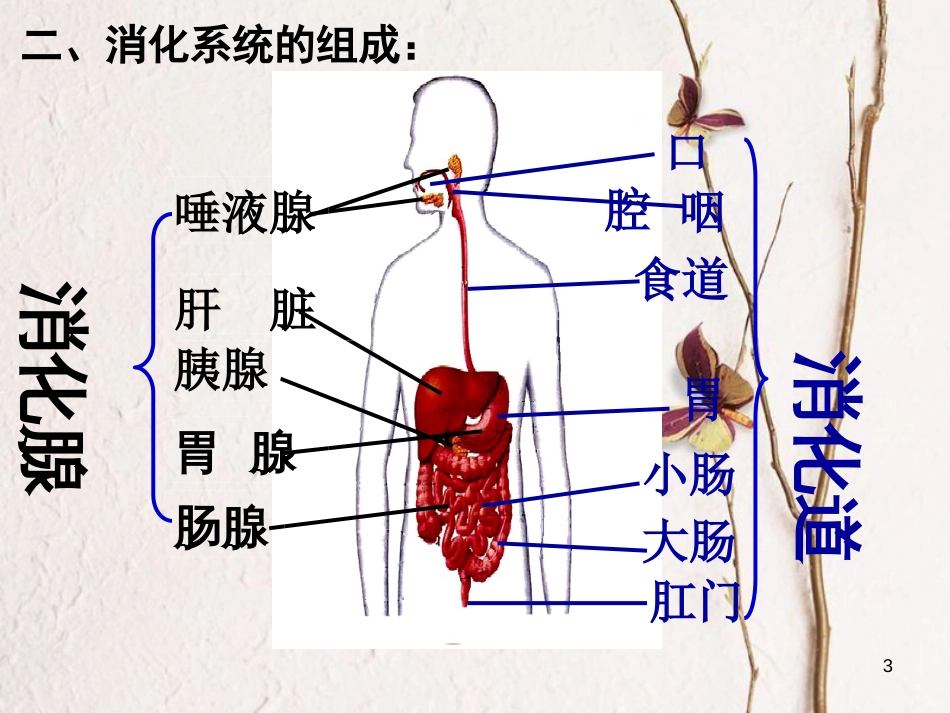 七年级生物下册 4.2.2 消化和吸收课件 （新版）新人教版_第3页