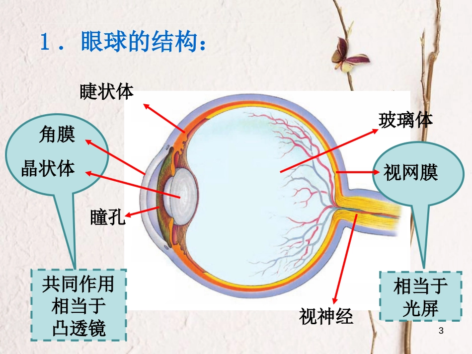 广东省河源市八年级物理上册 5.4 眼睛和眼镜课件 （新版）新人教版_第3页