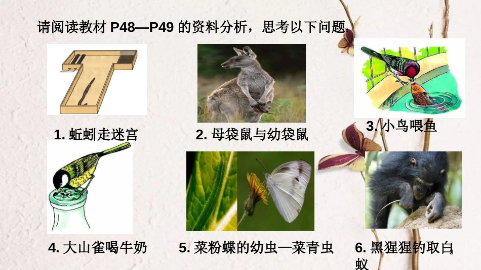 八年级生物上册 第五单元 第二章 第二节《先天性行为和学习行为》课件 （新版）新人教版_第3页