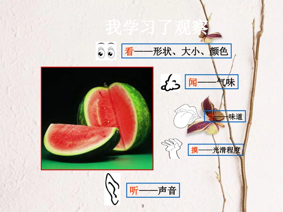 三年级科学上册 7.1 我学习了观察课件1 湘教版_第3页