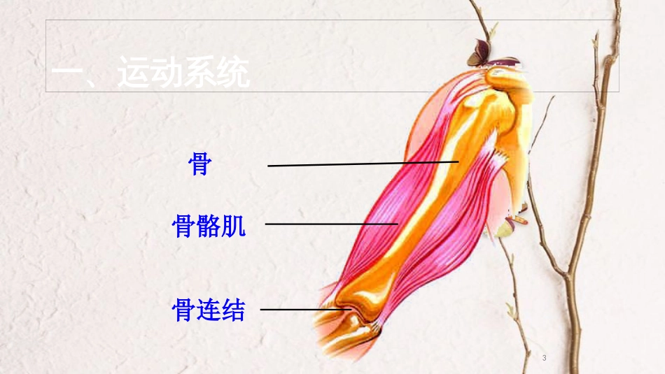 江西省万载县八年级生物上册 第四单元 动物的生活复习课件 （新版）冀教版_第3页