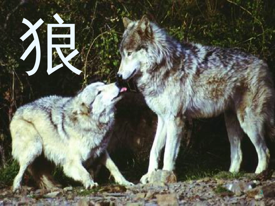 七年级语文上册 18《狼》课件 新人教版_第2页