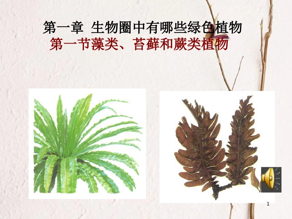 湖南省桑植县七年级生物上册 第三单元 第一章 第一节 藻类、苔藓和蕨类植物课件 （新版）新人教版_第1页