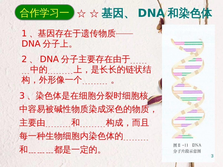 八年级生物下册 7.2.2基因在亲子代间的传递课件1 （新版）新人教版_第3页