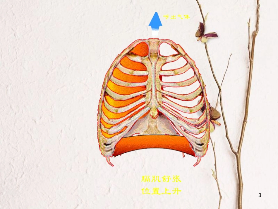 湖南省张家界市桑植县七年级生物下册 第四单元 第三章 第二节 发生在肺里的气体交换课件1 （新版）新人教版_第3页