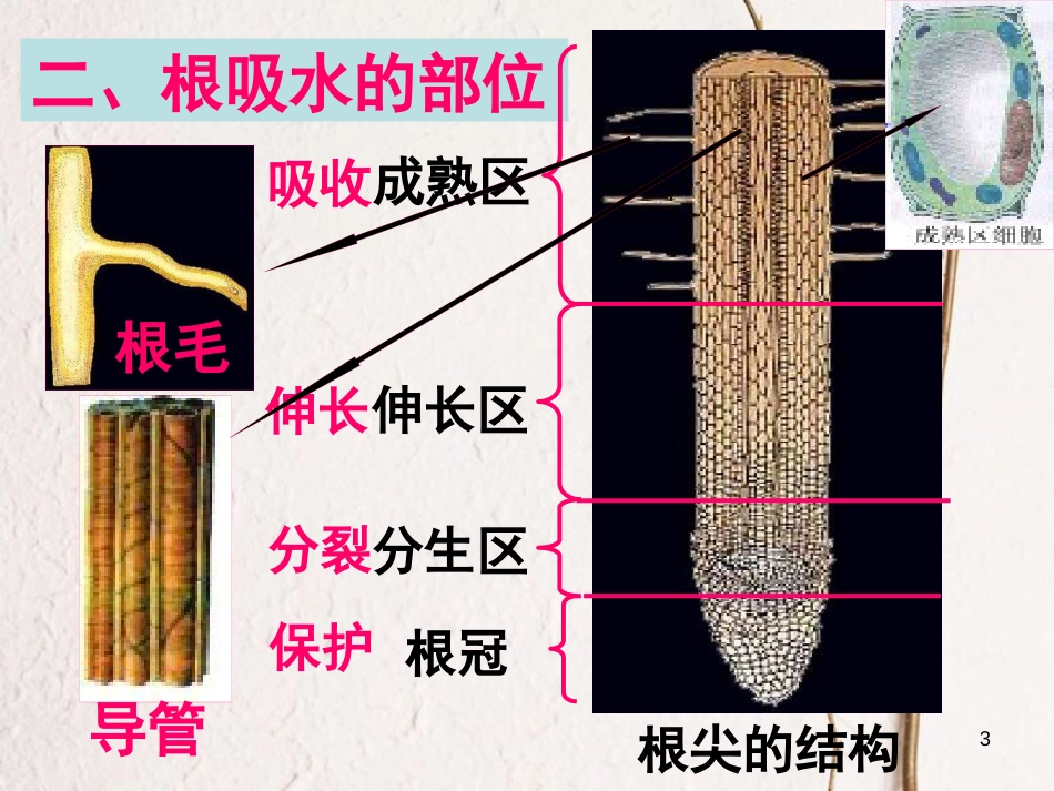 江西省万载县八年级生物上册 3.2.2根对水分的吸收课件 （新版）冀教版_第3页