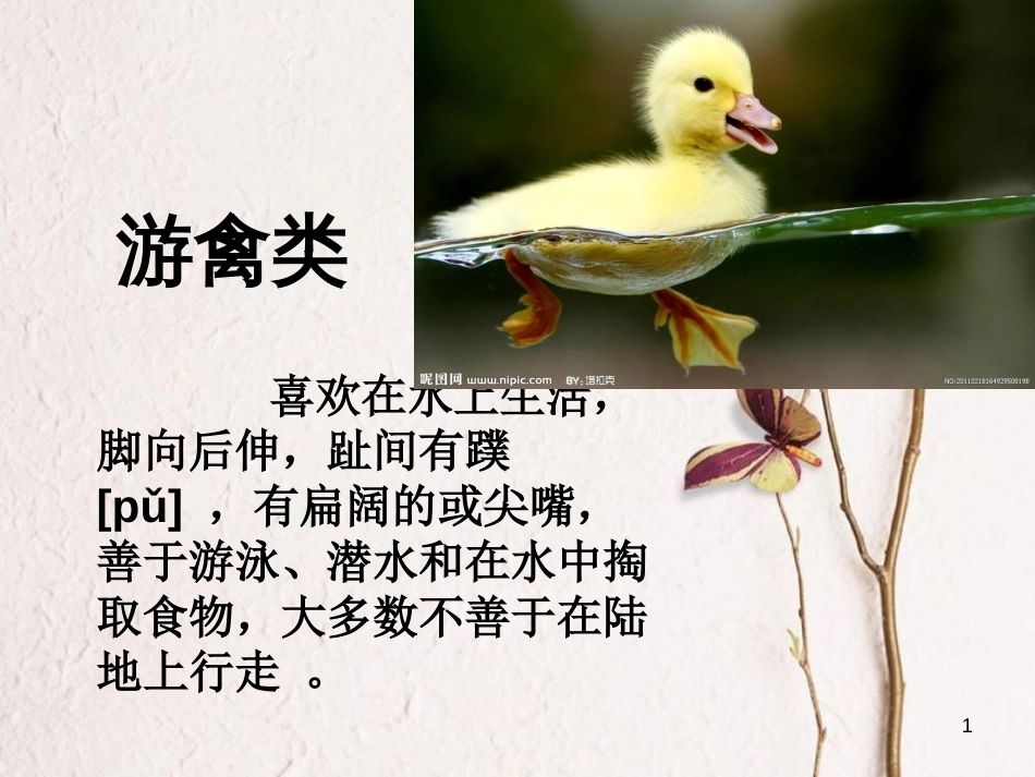 四年级科学上册 2.1 动物的特征课件2 湘教版_第1页