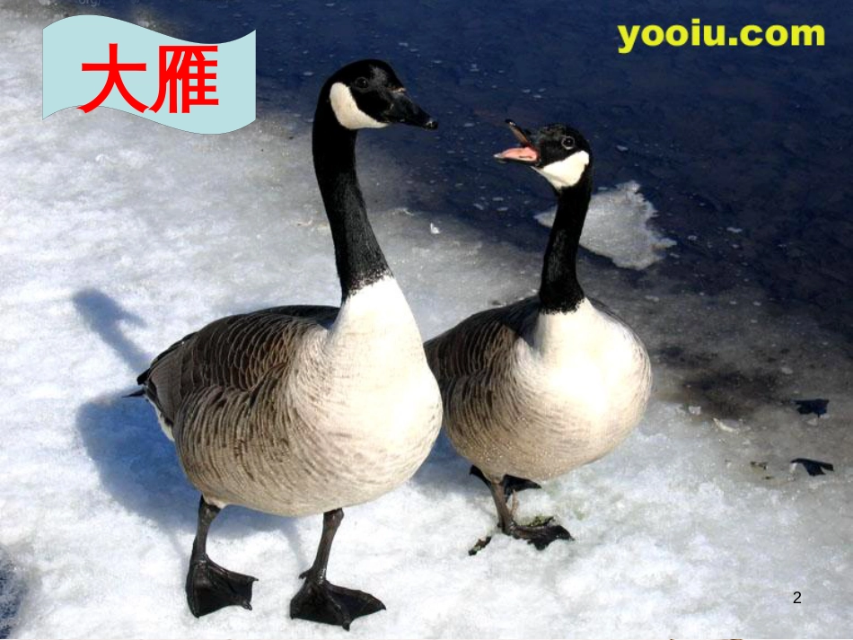 四年级科学上册 2.1 动物的特征课件2 湘教版_第2页
