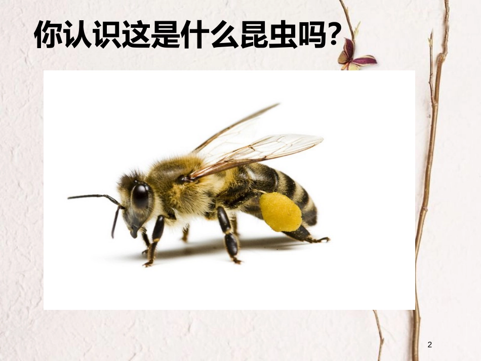 七年级音乐下册 第2单元 欣赏《蜜蜂过江》课件2 新人教版_第2页