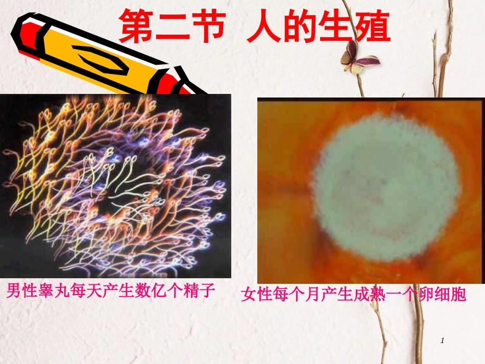 湖南省张家界市桑植县七年级生物下册 第四单元 第一章 第二节 人的生殖课件 （新版）新人教版_第1页