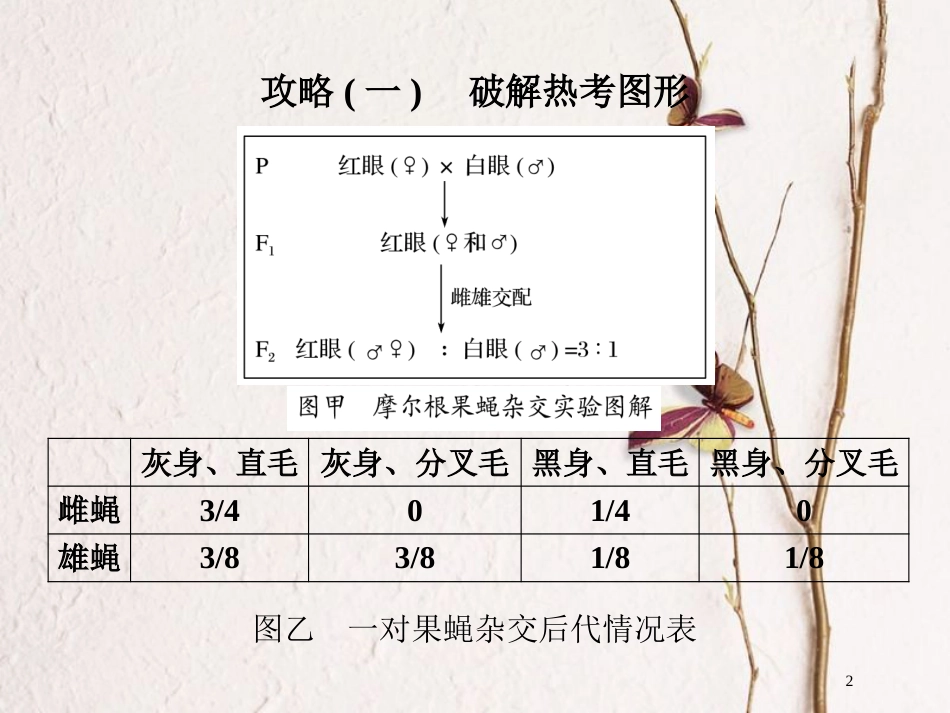 高中生物 第三章 遗传和染色体章末培优攻略课件 苏教版必修2_第2页