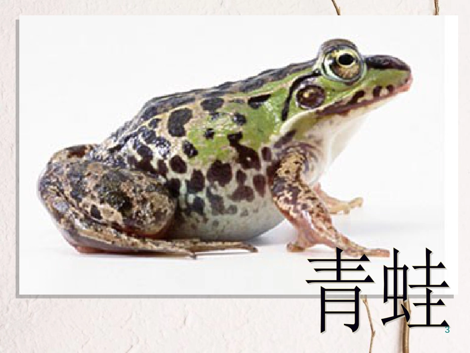 八年级生物下册 7.1.3两栖动物的生殖和发育课件1 （新版）新人教版_第3页