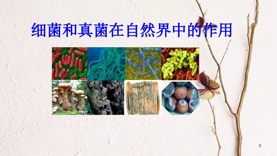 八年级生物上册 第五单元 第四章 第四节《细菌和真菌在自然界中的作用》课件 （新版）新人教版_第2页
