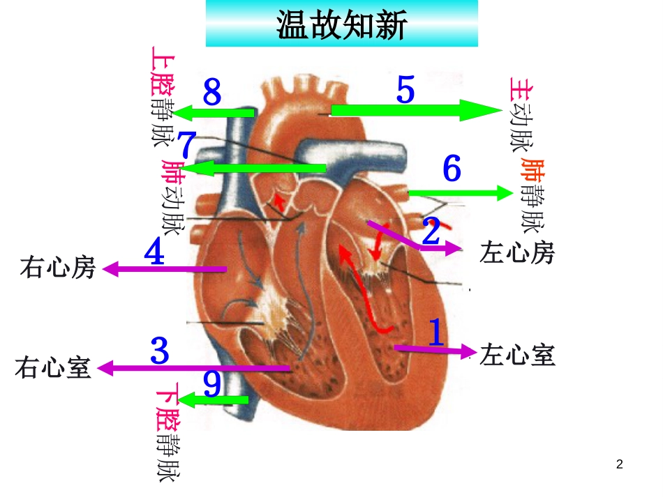 学年八年级生物上册 15.1 人体内物质的运输 血液循环课件 苏科版_第2页