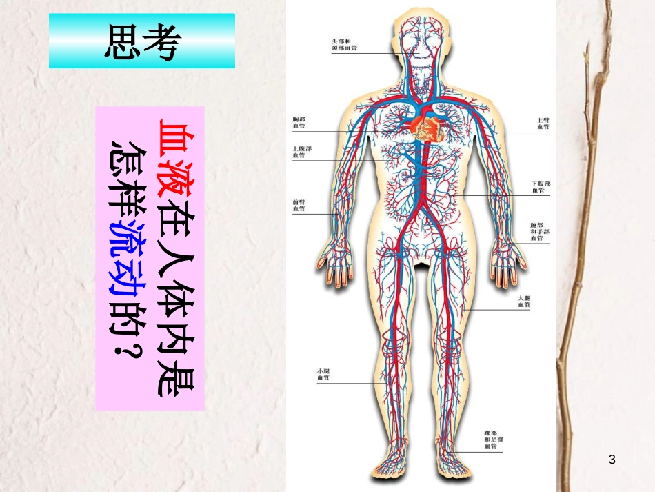 学年八年级生物上册 15.1 人体内物质的运输 血液循环课件 苏科版_第3页