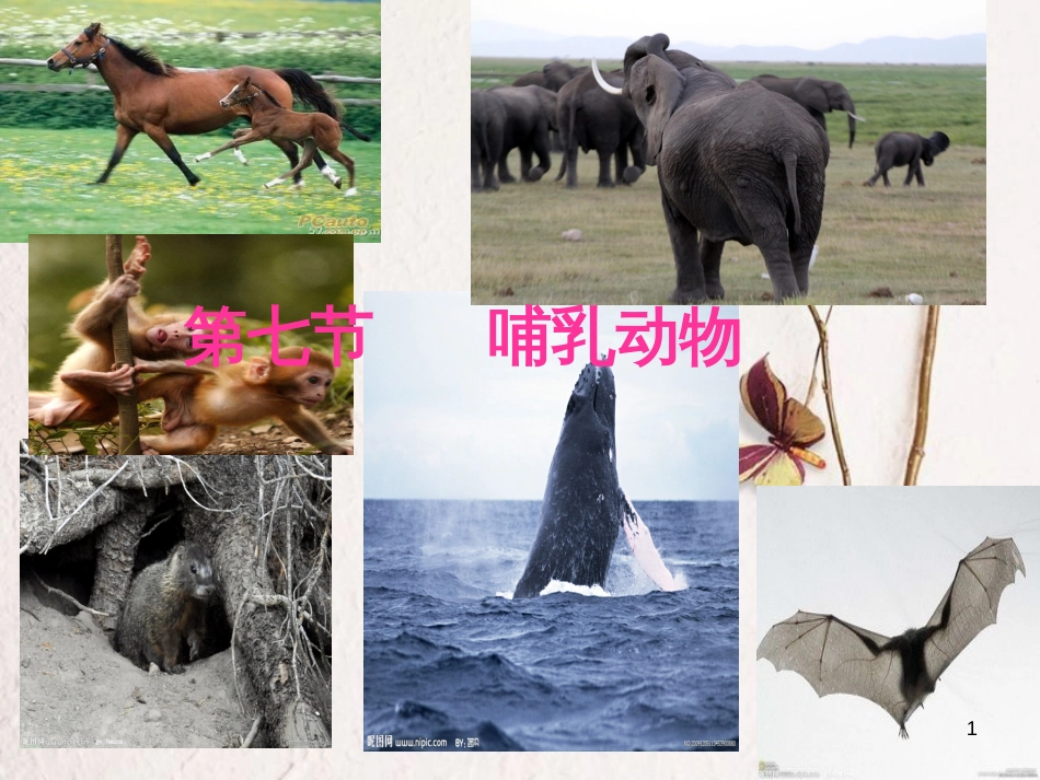 八年级生物上册 第五单元 第一章 第七节 哺乳动物课件 （新版）新人教版_第1页