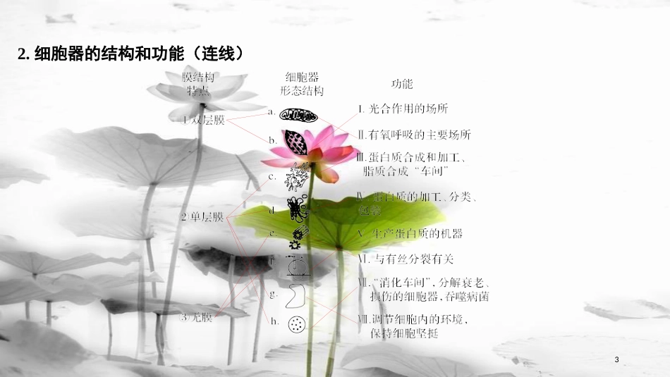 届高考生物一轮复习 第二单元 细胞的基本结构与物质运输 第6讲 细胞器与生物膜系统课件_第3页