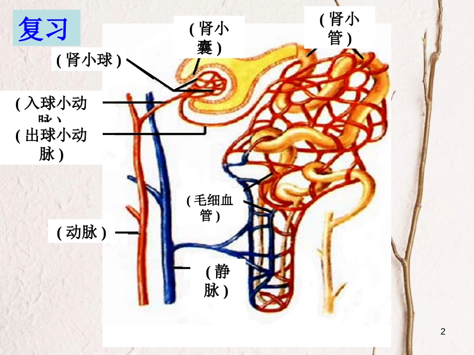 学年八年级生物上册 15.2 人体内废物的排出课件2 苏科版_第2页