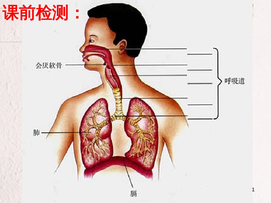 湖南省张家界市桑植县七年级生物下册 第四单元 第三章 第二节 发生在肺里的气体交换课件2 （新版）新人教版_第1页