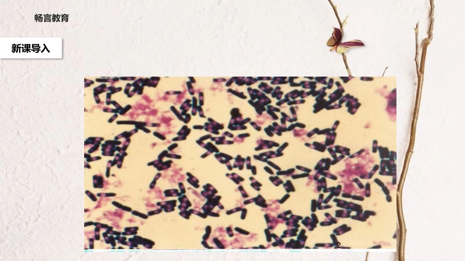 八年级语文下册 第二单元 3《细菌的启示》教学课件 北师大版_第2页