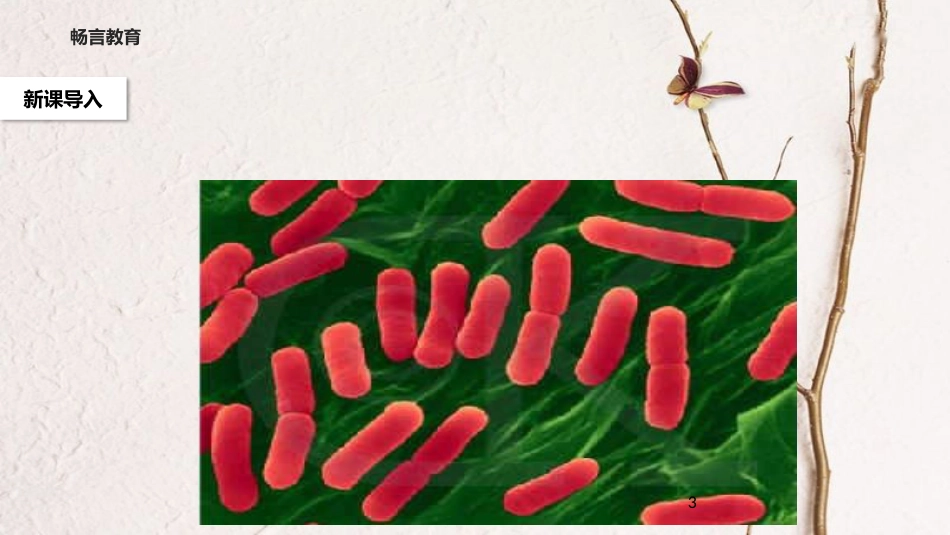 八年级语文下册 第二单元 3《细菌的启示》教学课件 北师大版_第3页