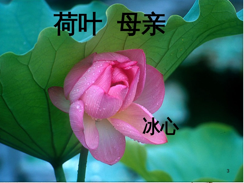 湖南省益阳市七年级语文上册 第二单元 7荷叶母亲课件 新人教版_第3页