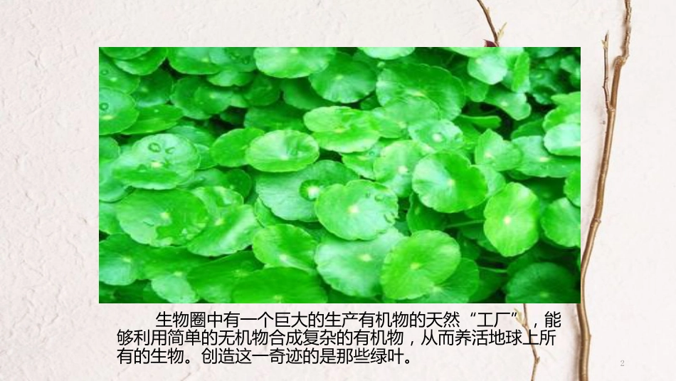 七年级生物上册 第三单元 第四章《绿色植物是生物圈中有机物的制造者》课件 （新版）新人教版_第2页