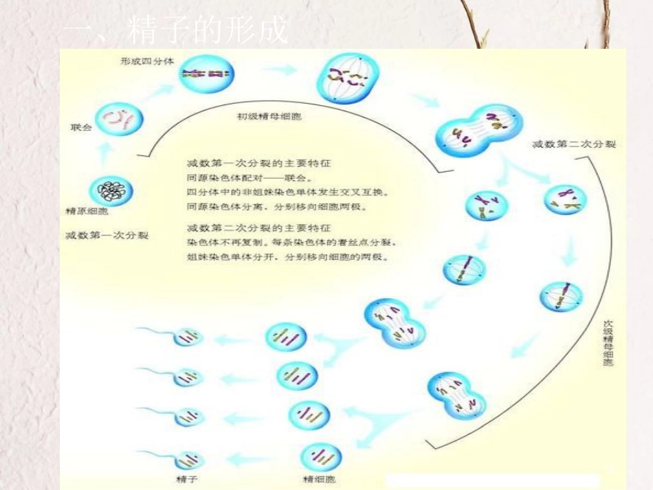 河北省南宫市高中生物 第二章 基因和染色体的关系 2.1 精子的形成课件 新人教版必修2_第3页