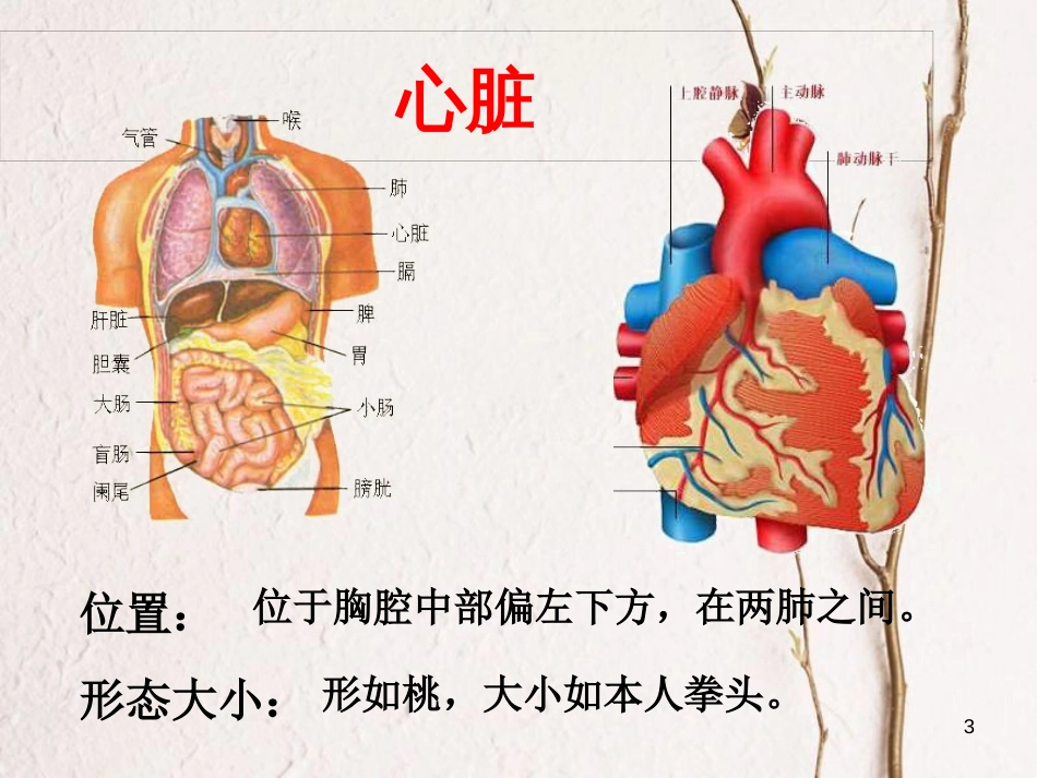 吉林省长春市七年级生物下册 4.4.3输送血液的泵-心脏课件2 新人教版_第3页