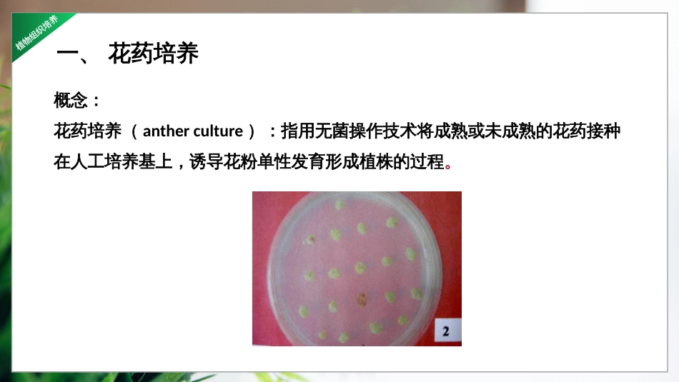 (6)--3.10花药和花粉的培养_第3页
