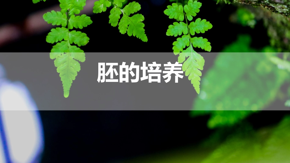 (8)--3.11 胚的培养植物组织培养_第1页