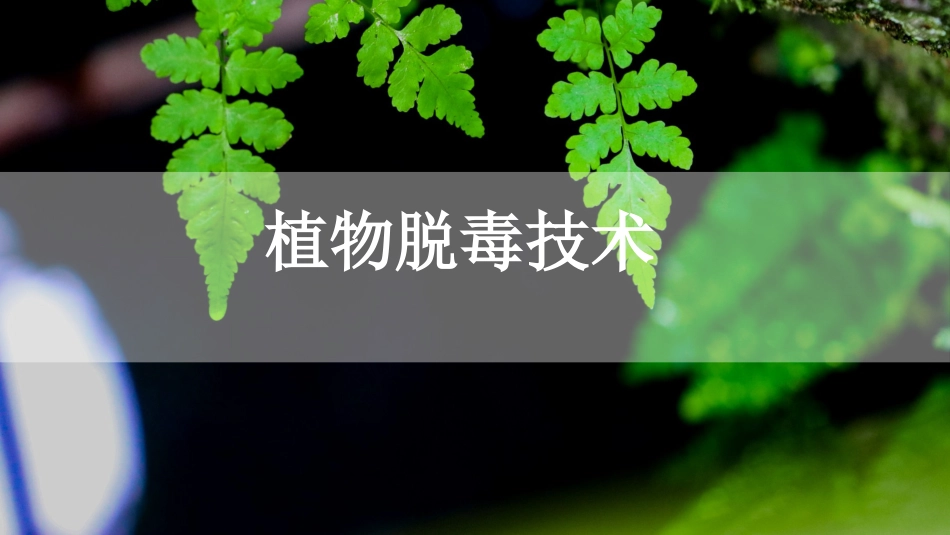 (9)--3.12 植物脱毒技术植物组织培养_第1页
